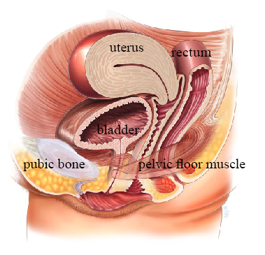 Non-Surgical Approaches to Managing Bladder Problems - Your Pelvic Floor