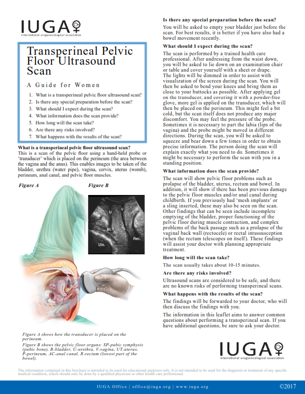 Transperineal Pelvic Floor Ultrasound Scan