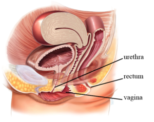 Urinary Tract Infection - Your Pelvic Floor