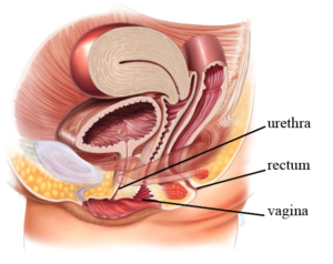 Inflamed Urethra Photos and Images & Pictures